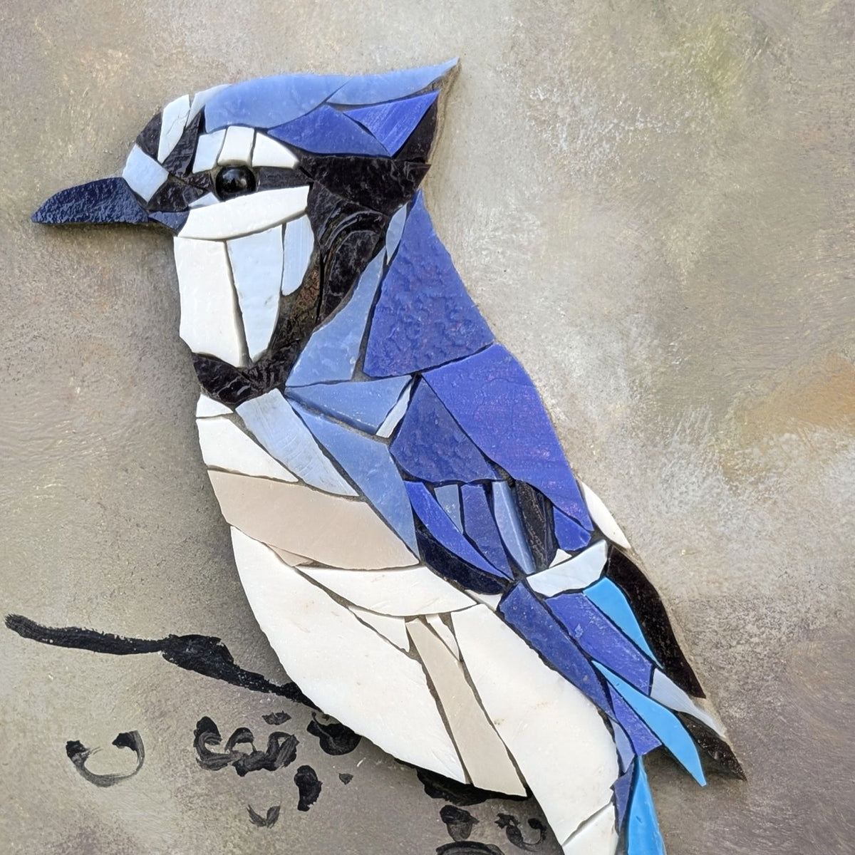 Zoziau, Geai bleu