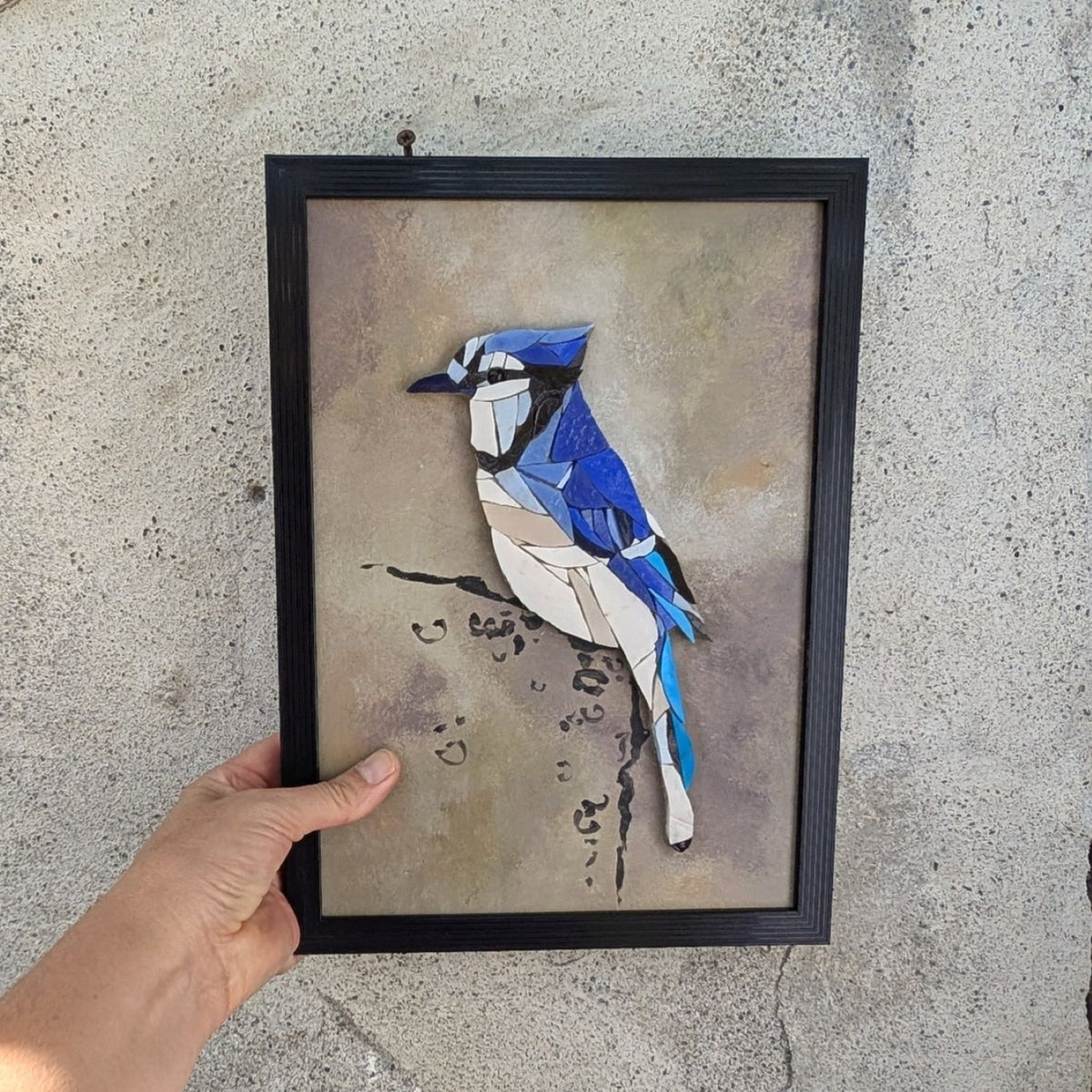 Zoziau, Geai bleu