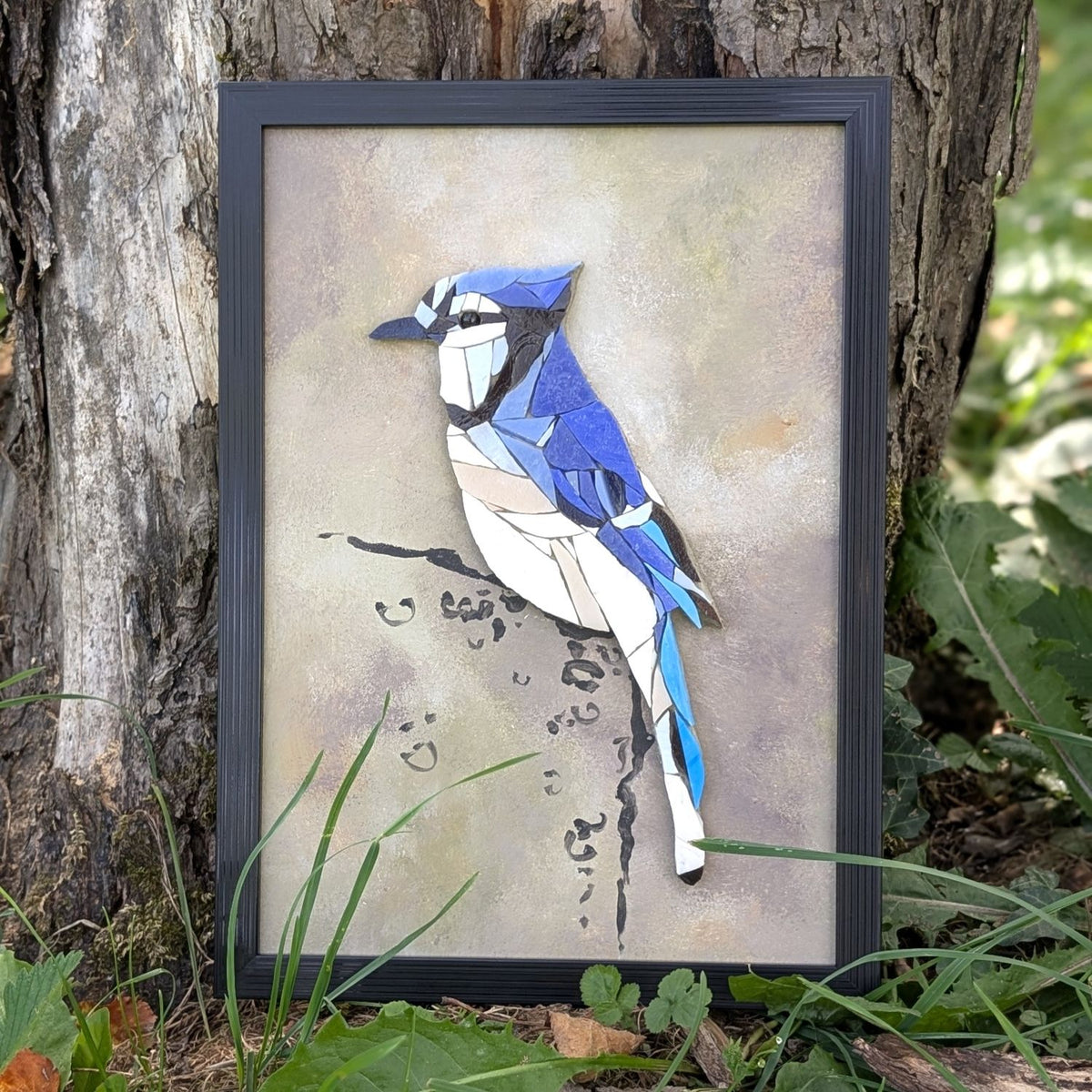 Zoziau, Geai bleu