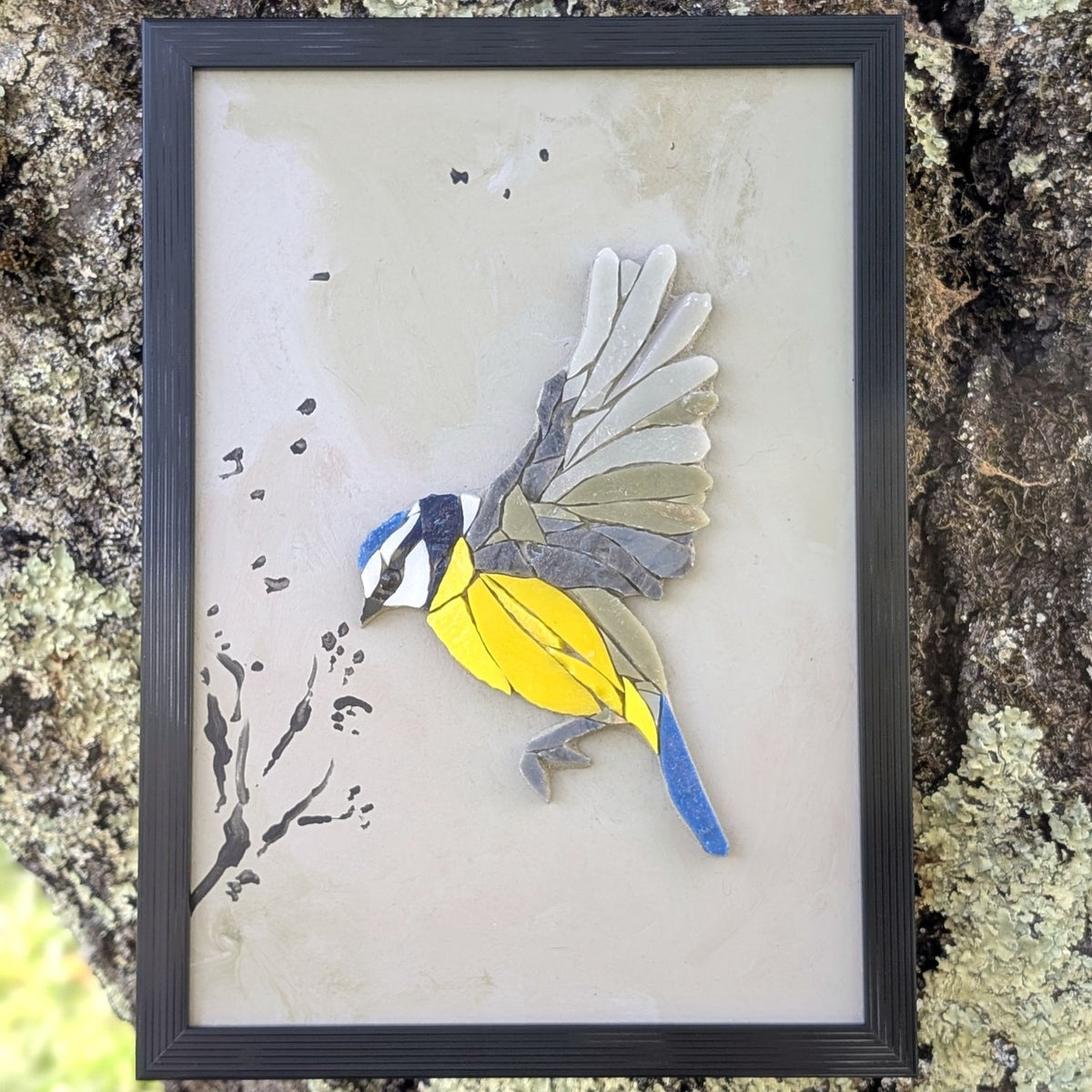 Zoziau, Mésange bleue en vol.