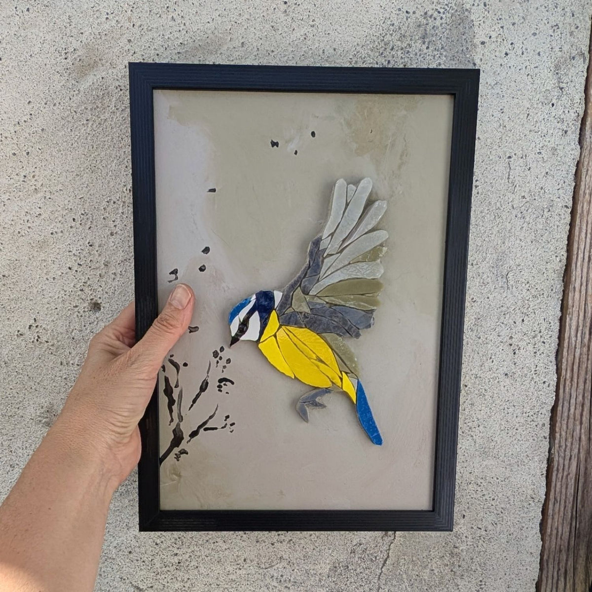 Zoziau, Mésange bleue en vol.