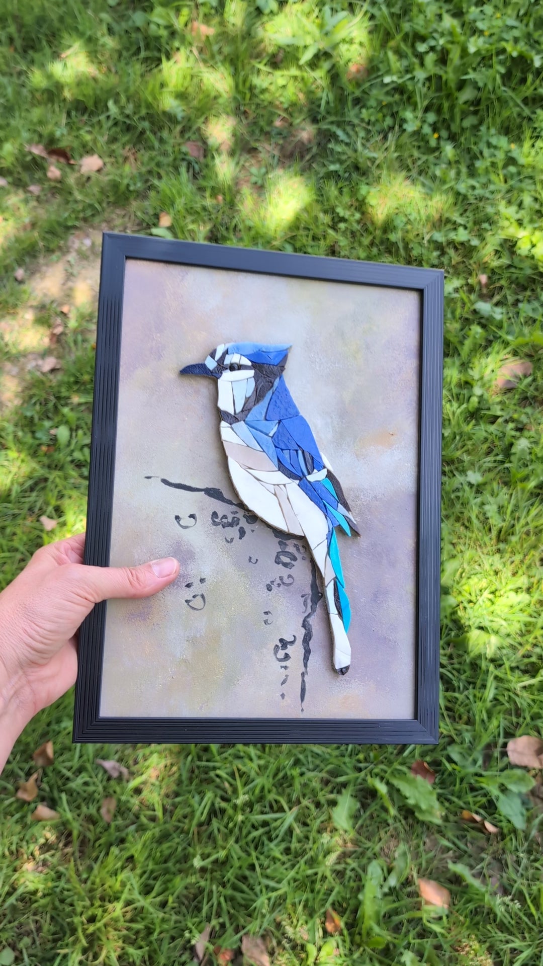 Zoziau, Geai bleu