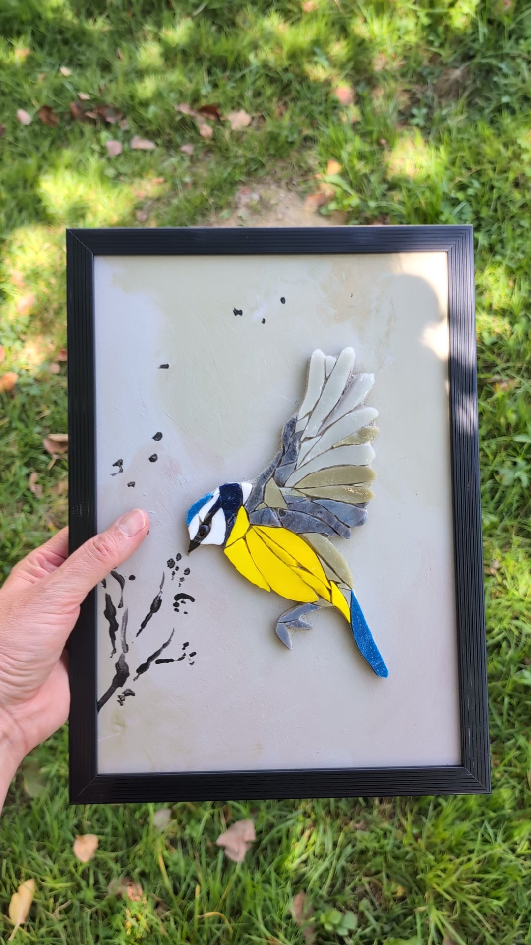 Zoziau, Mésange bleue en vol.